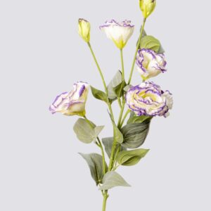 LISIANTHUS X6 WH/PU