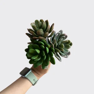 SUCCULENT ROSETTE