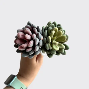 SUCCULENT FLESHY