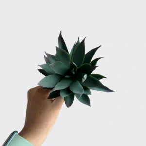 MINI AGAVE - DS|GR