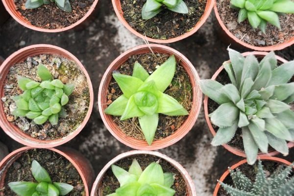 jenis bunga hias terbaik untuk dekorasi interior rumah jenis bunga hias terbaik untuk dekorasi interior rumah