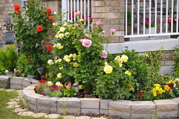 jenis bunga populer di Indonesia yang cocok untuk segala acara jenis bunga populer di Indonesia untuk segala acara