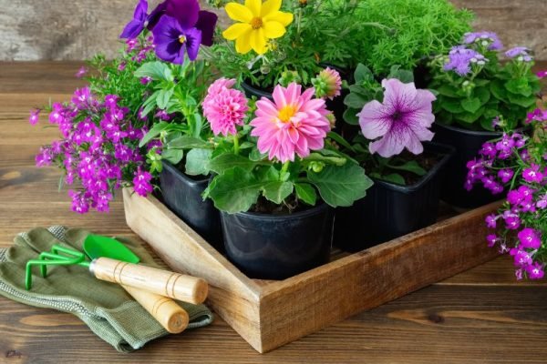 tips merawat bunga agar segar dan tahan lama di rumah